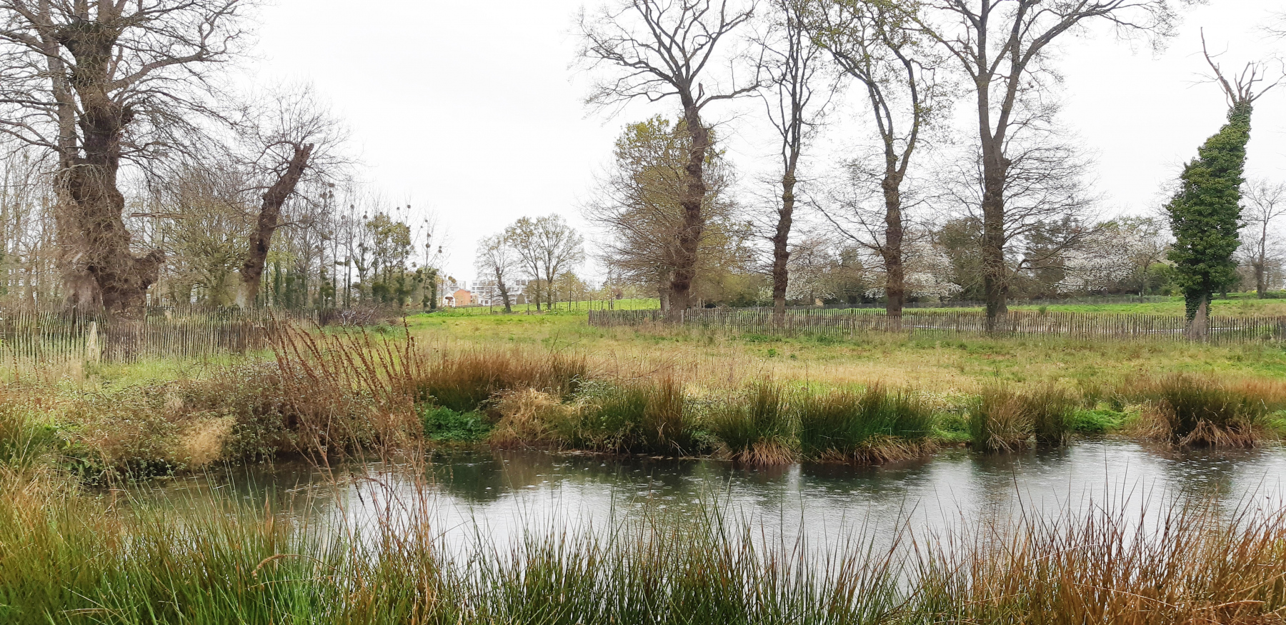 Illustration - La zone humide du parc de Boudebois, en mars 2022