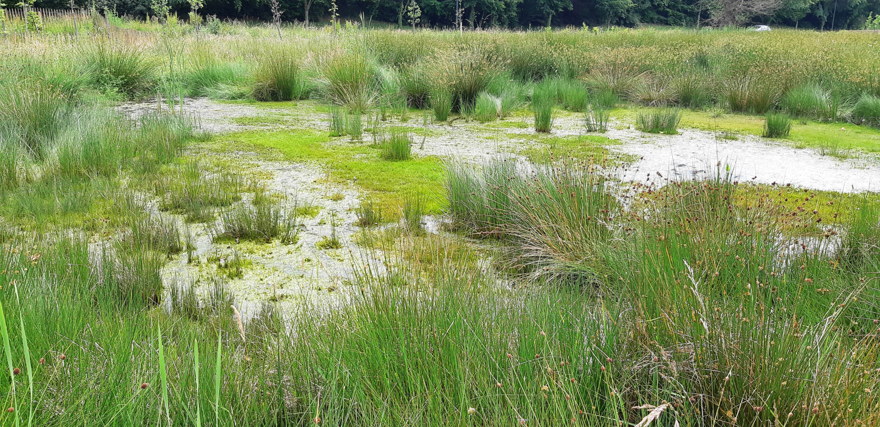 Illustration - La zone humide du parc de Boudebois, en juin 2022