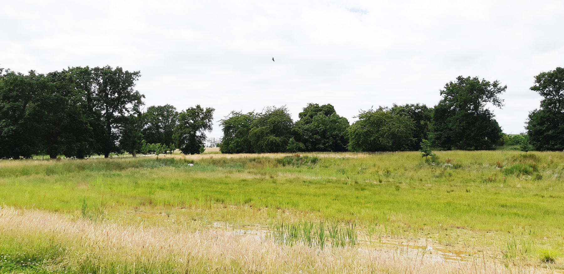 Illustration - Le bassin du parc de Boudebois, en juin 2022