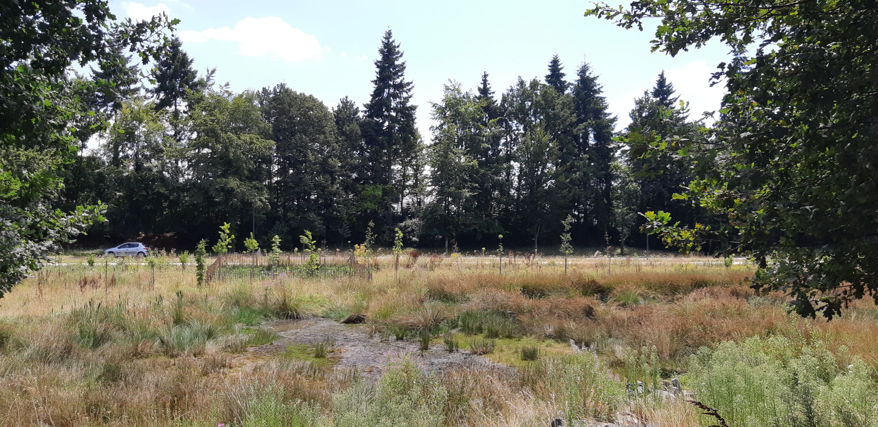 Illustration - La zone humide le long du boulevard St-Roch, en juillet 2022