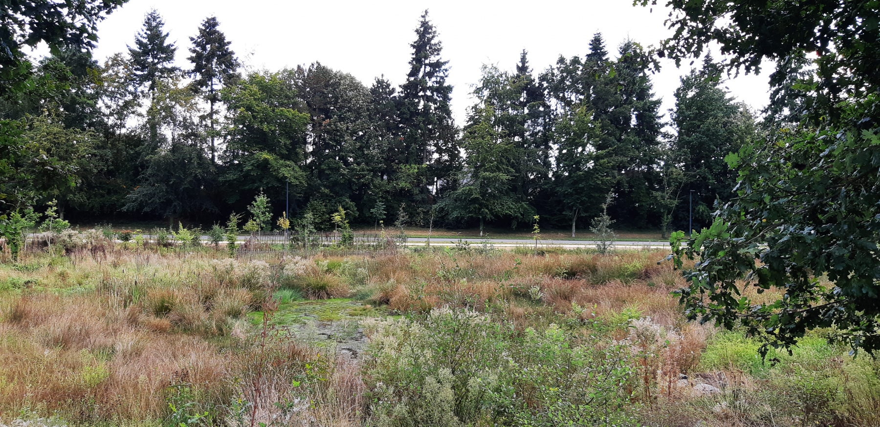 Illustration - La zone humide du parc de Boudebois, en septembre 2023