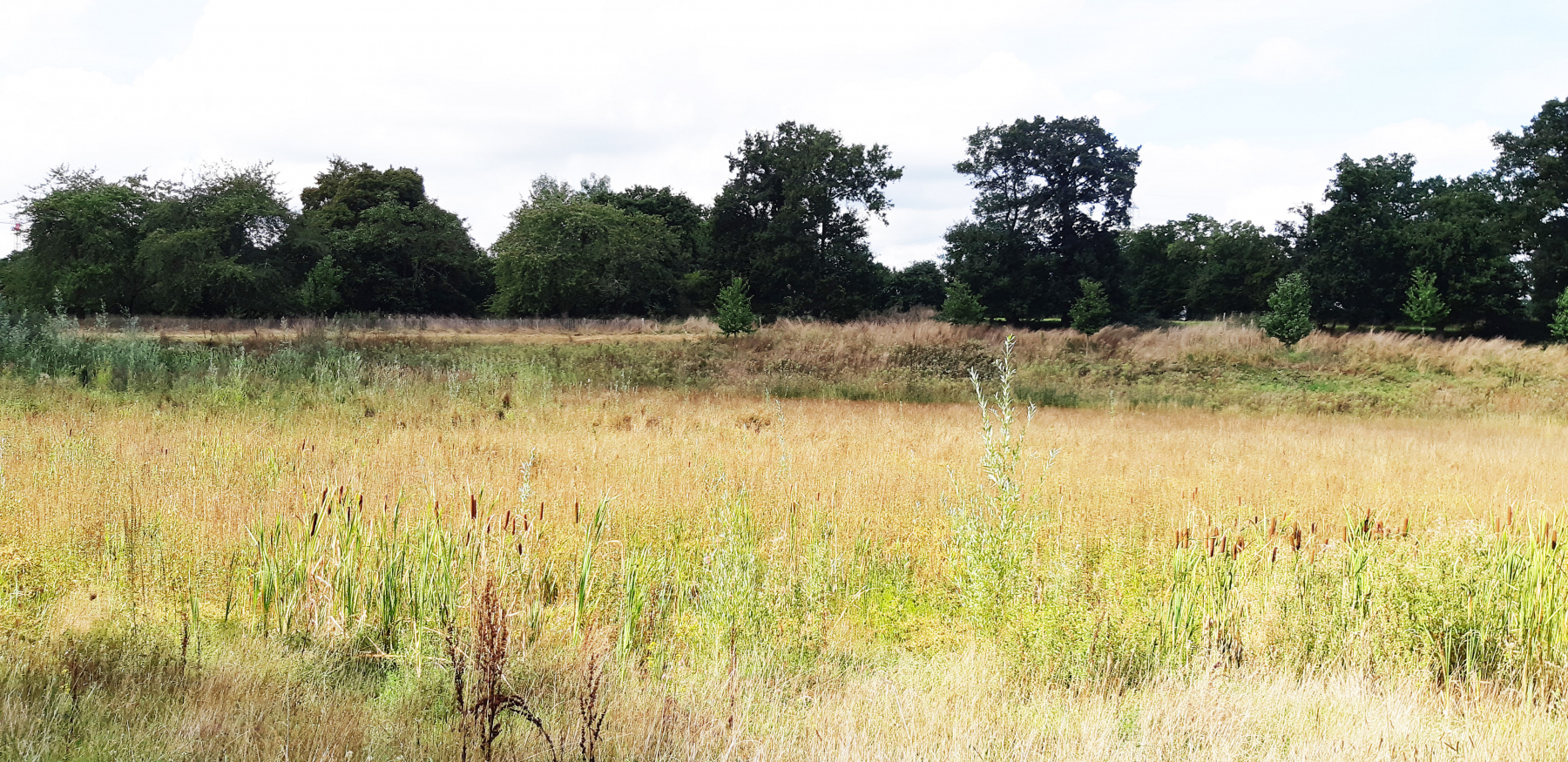 Illustration - Le bassin du parc de Boudebois, en septembre 2023