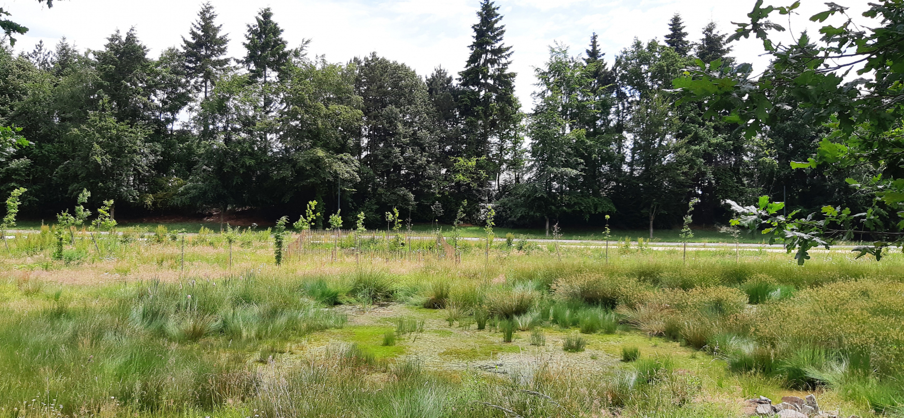 Illustration - La zone humide le long du boulevard St-Roch, en juin 2022